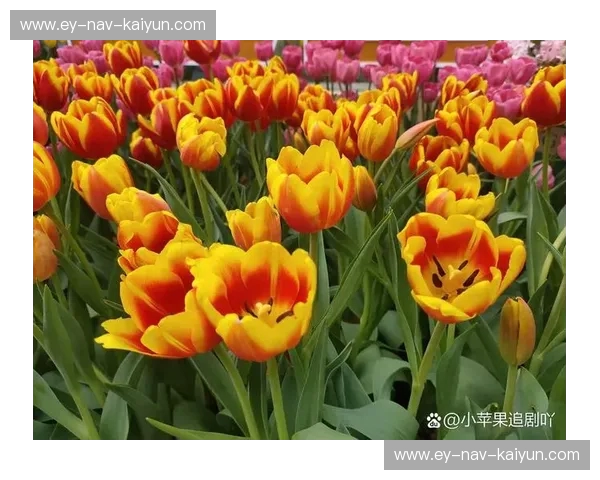 鹿特丹的橙色觉醒：当郁金香在世界冠军面前重新绽放
